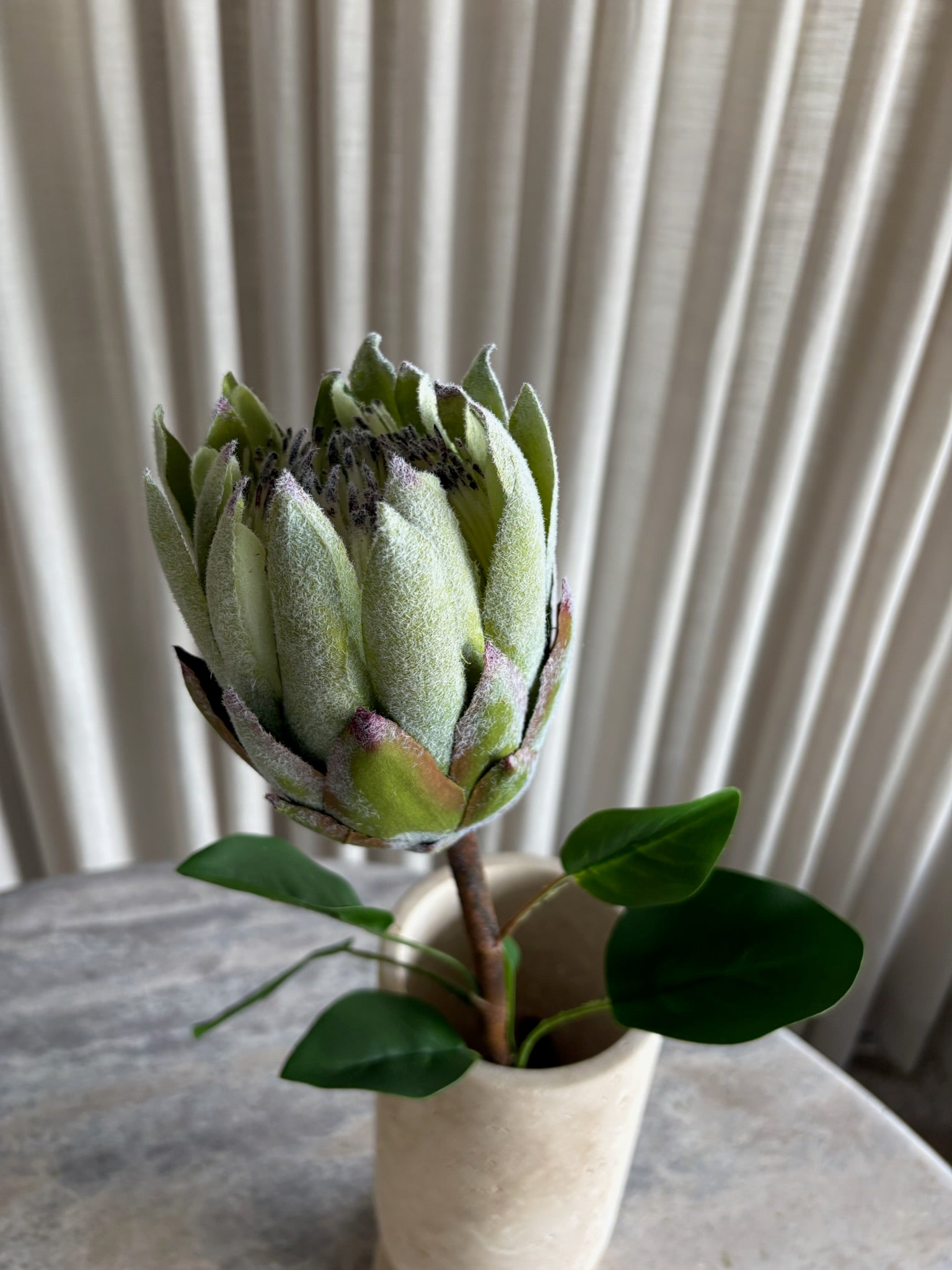 Protea