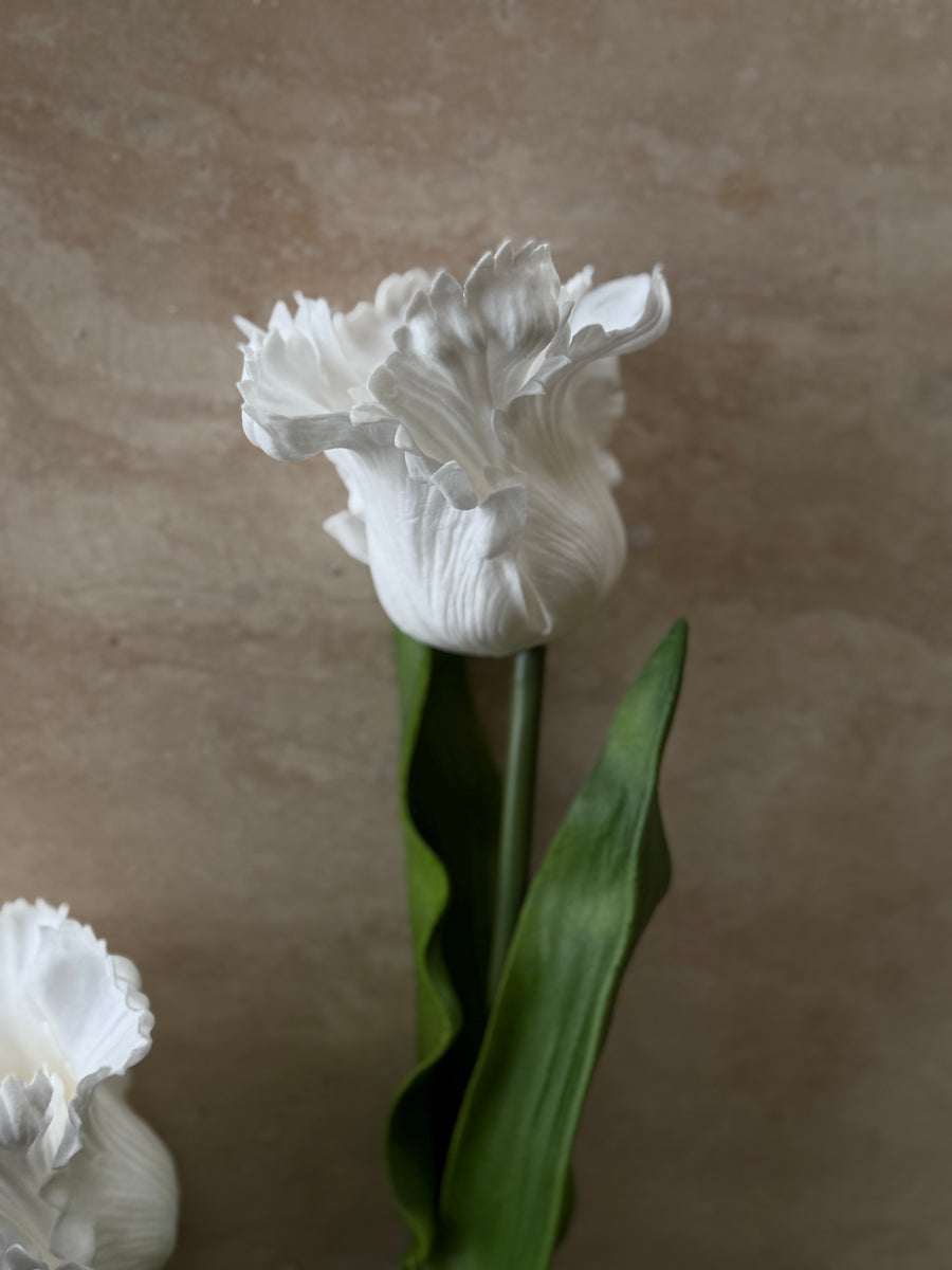 Tulipan stor hvit