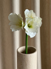 Amaryllis hvit