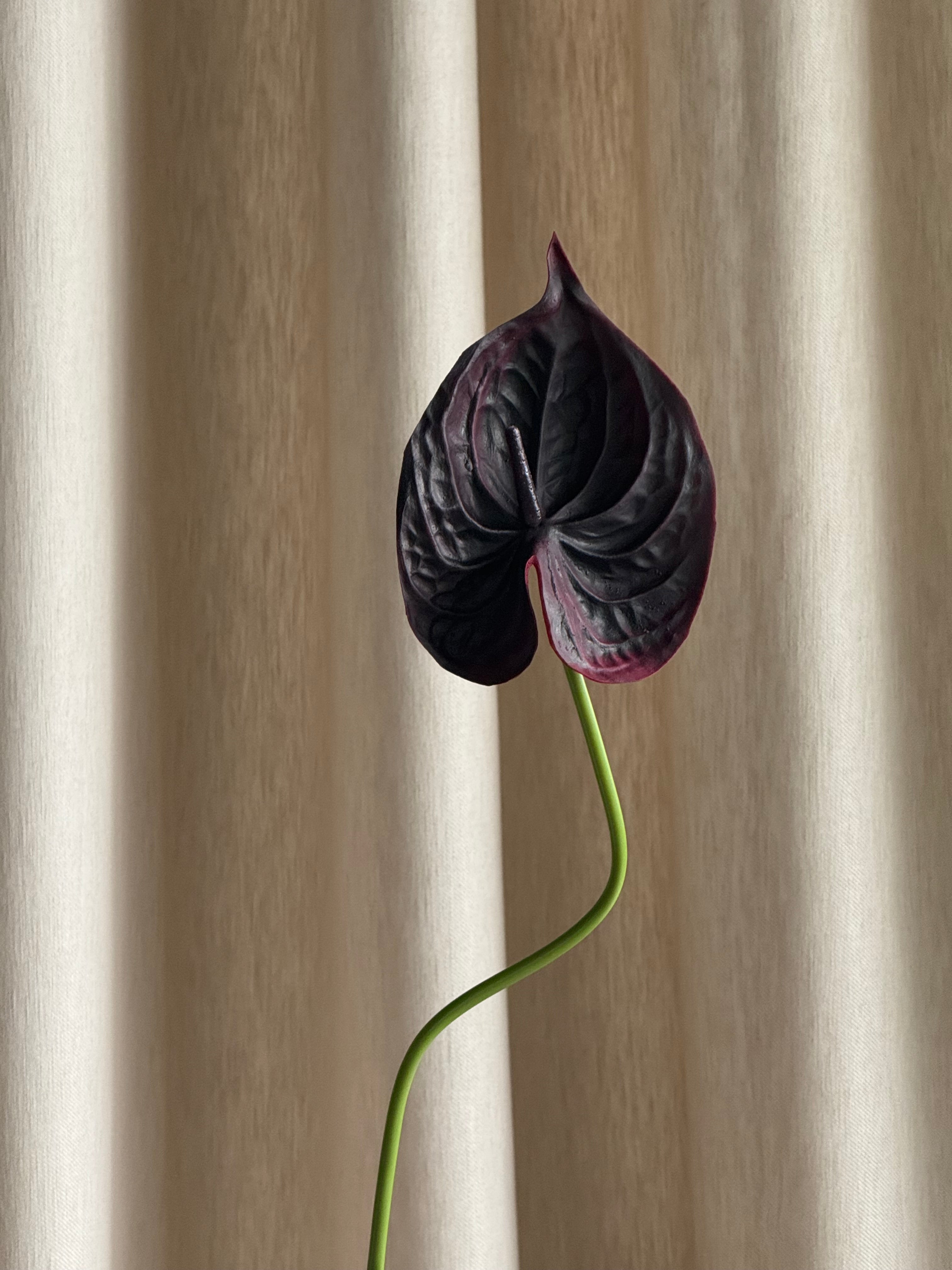 Anthurium svart/burgunder