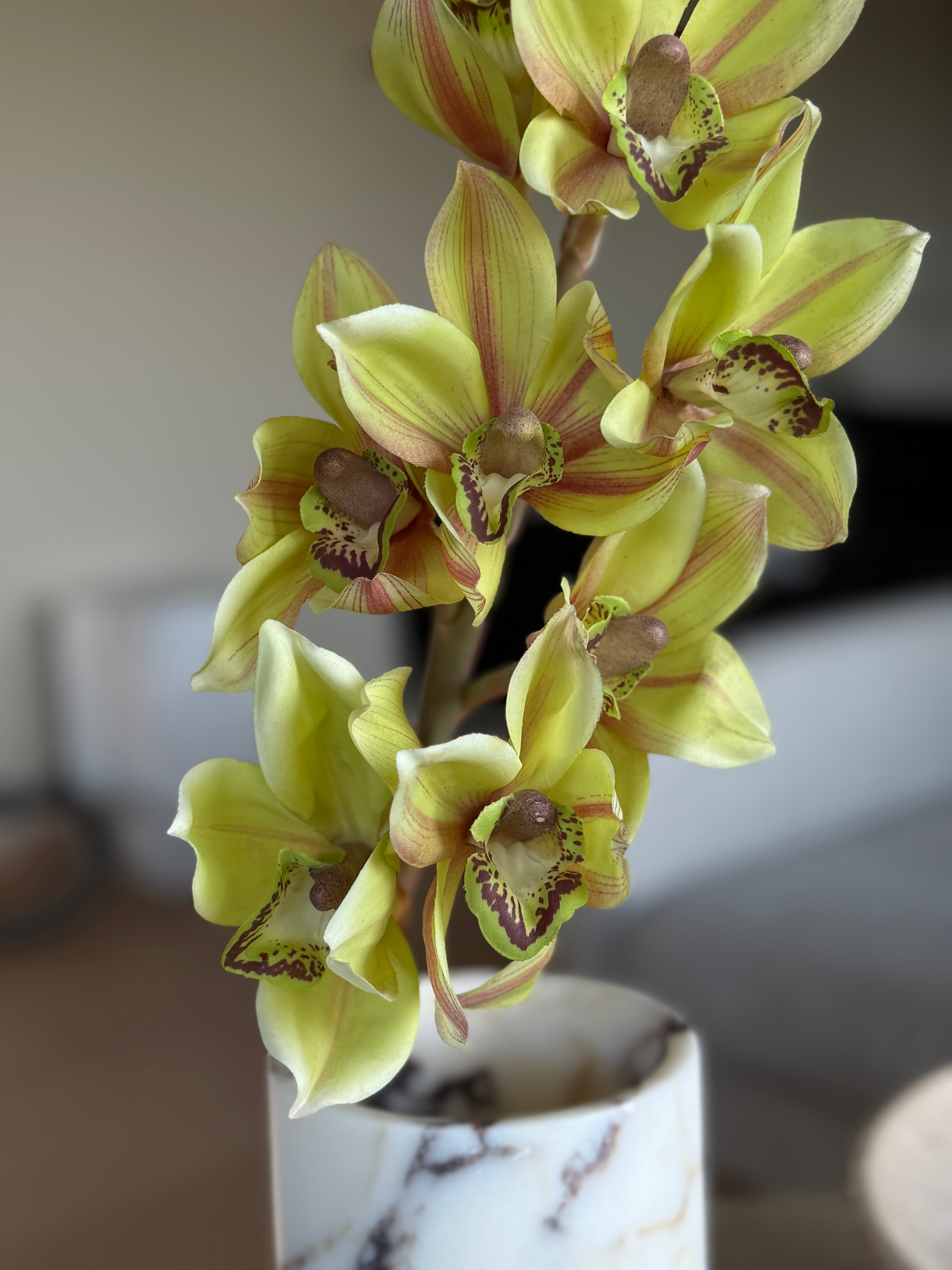 Cymbidium