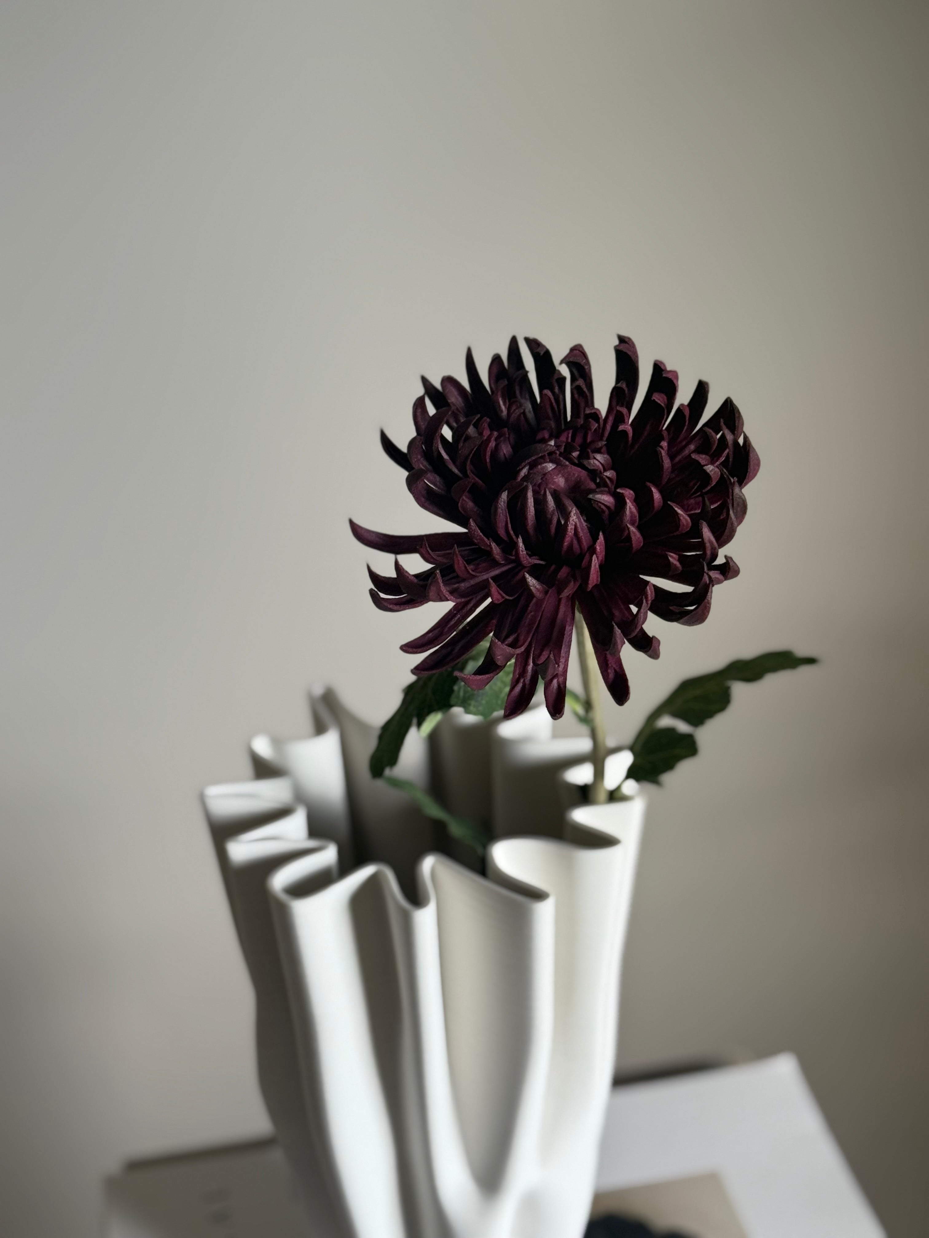 Krysantemum purple