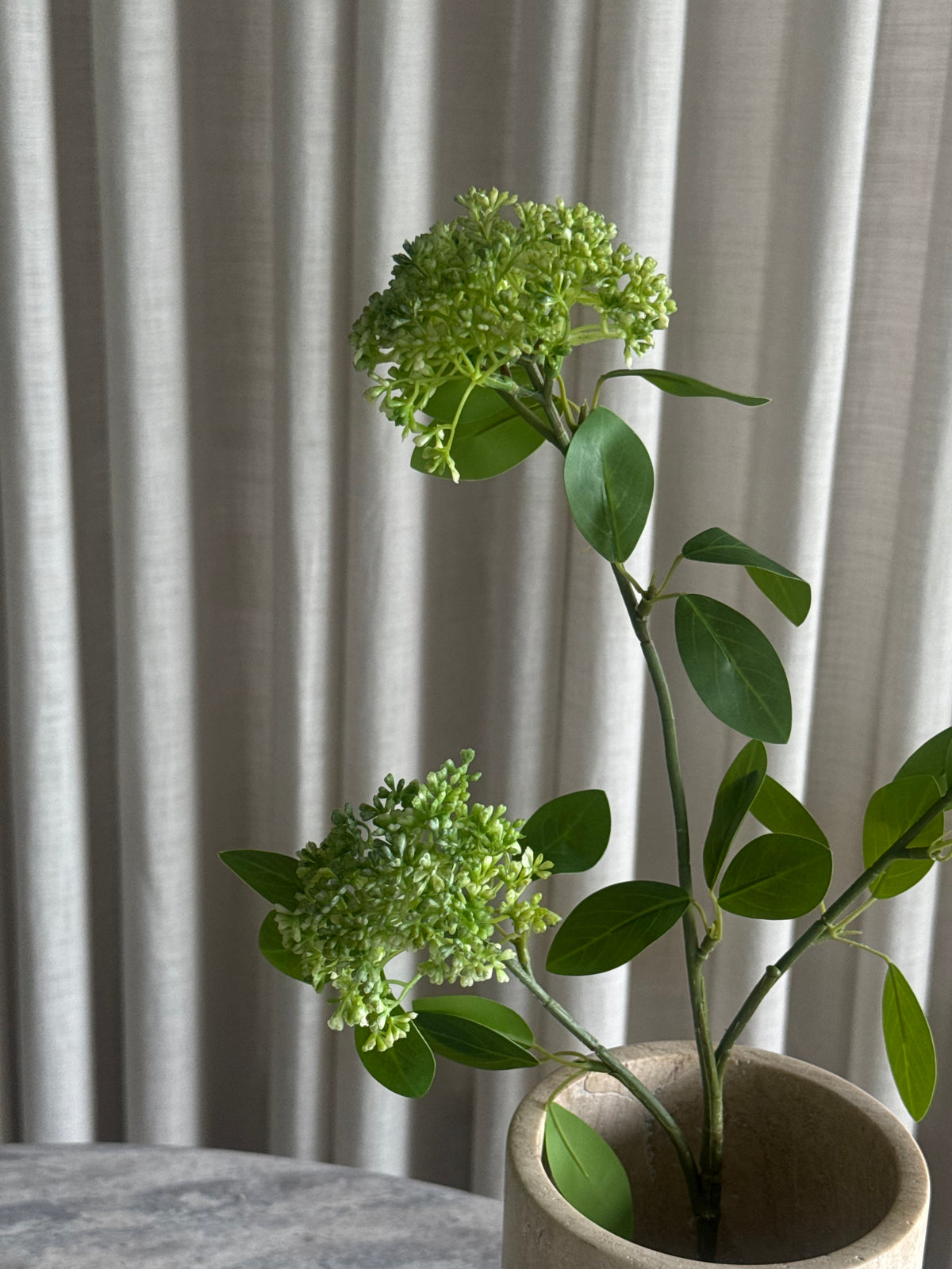 Viburnum