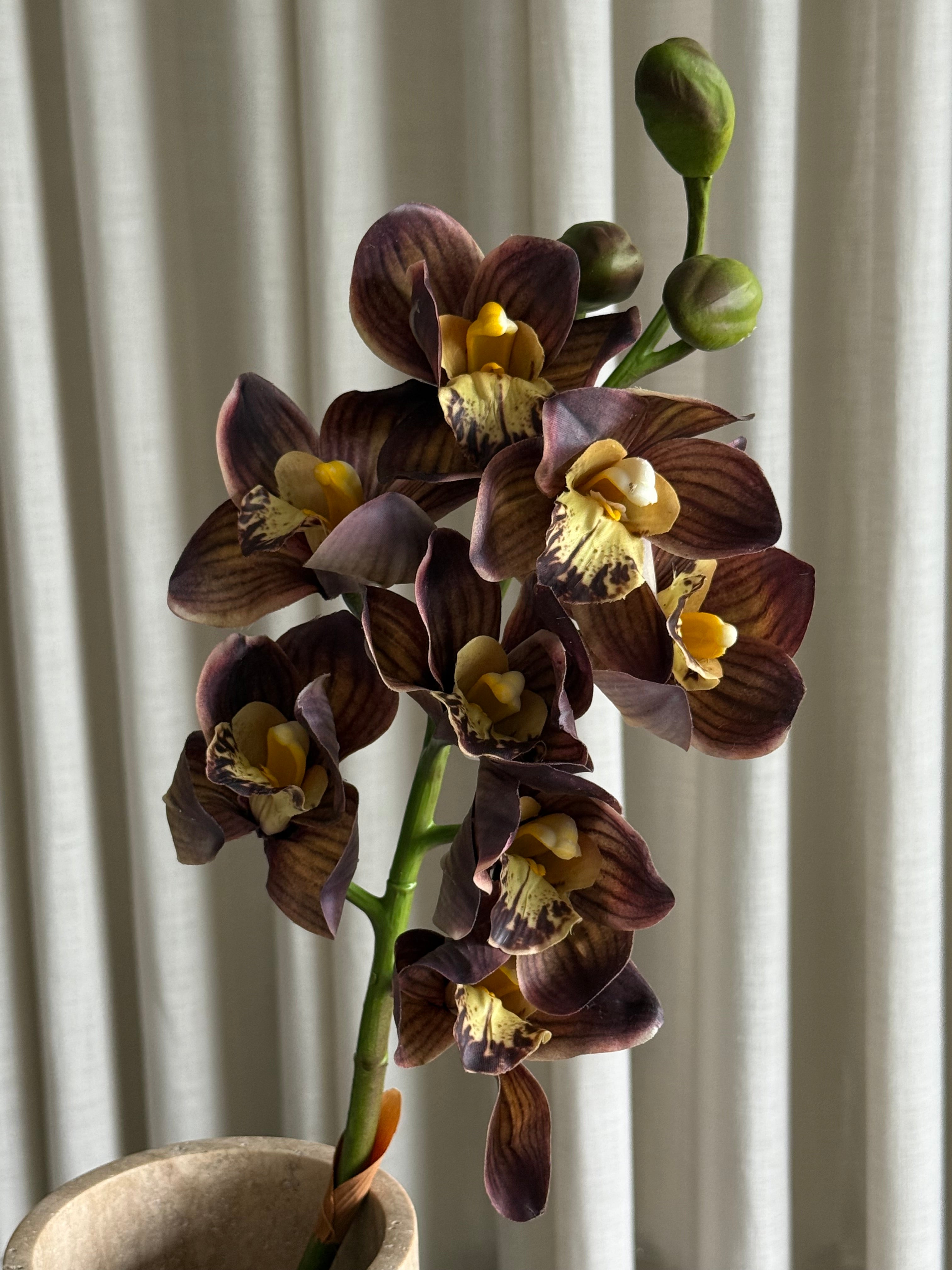 Cymbidium høst