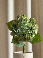 Hortensia rustikk