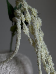 Amaranthus frosty hvit