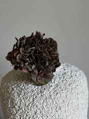 Hortensia høst