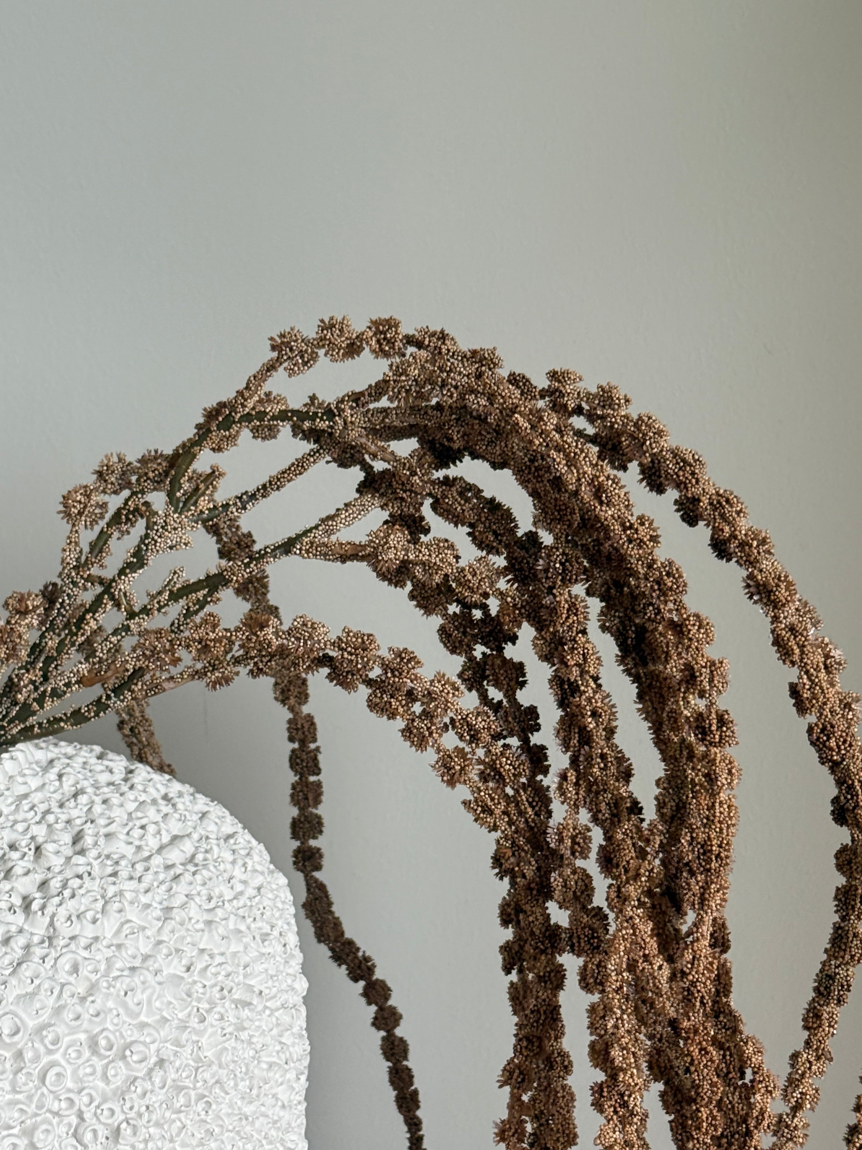 Amaranthus beige