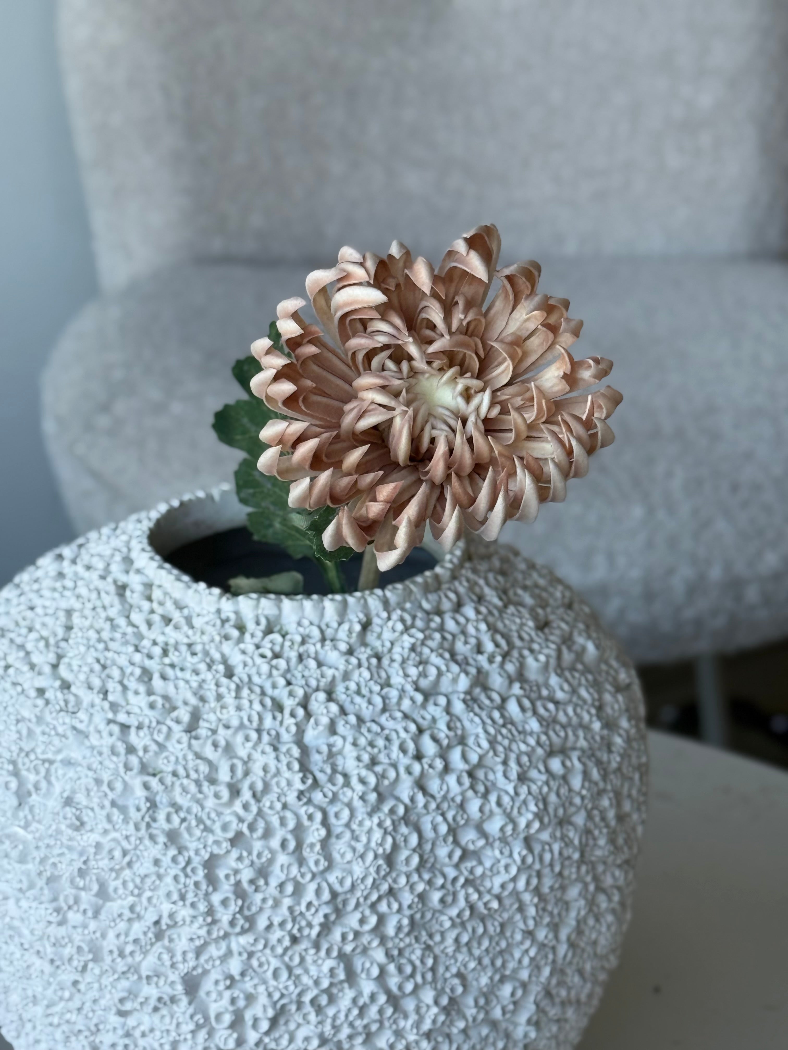 Krysantemum beige