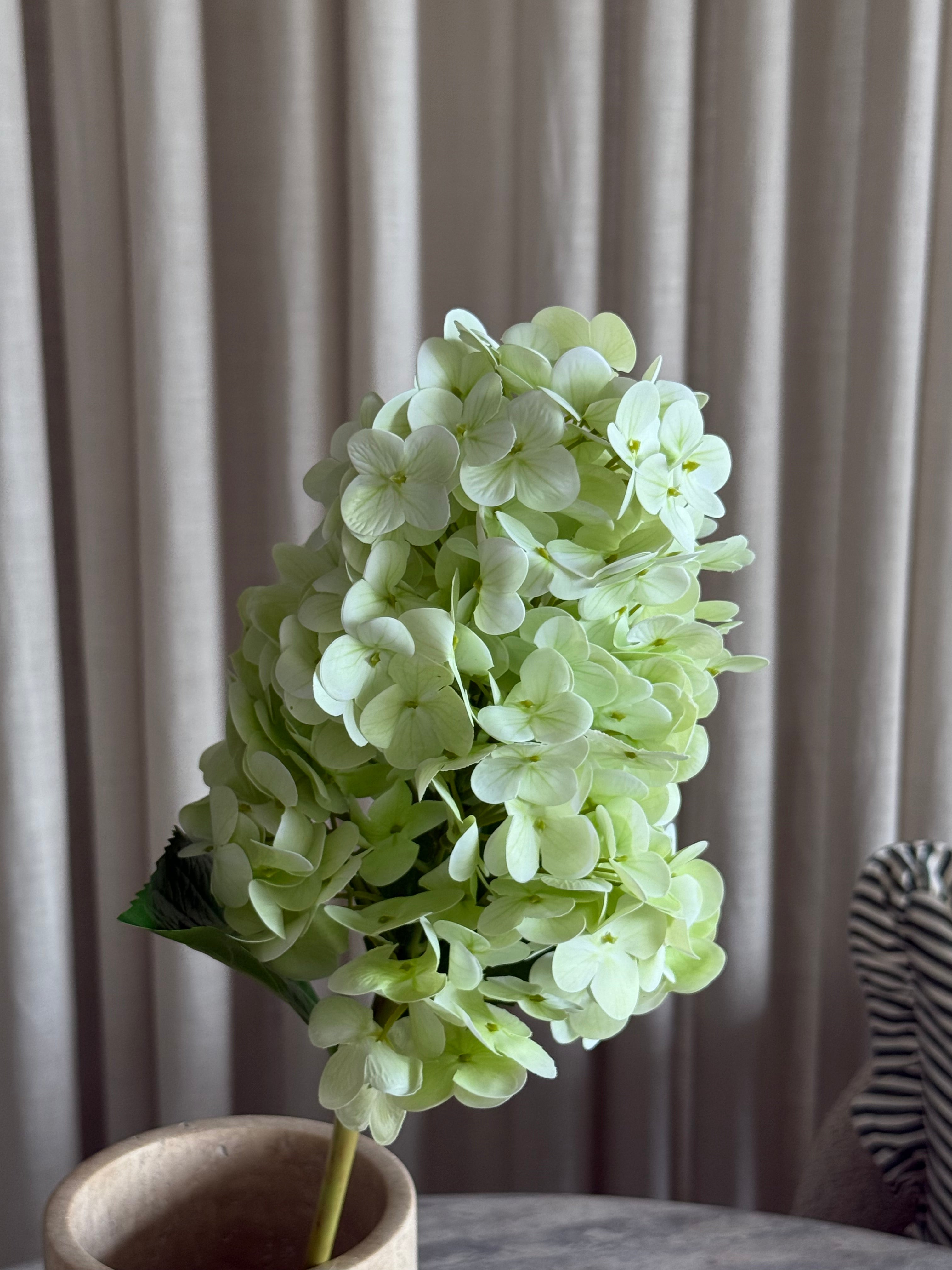 Syrinhortensia lys grønn