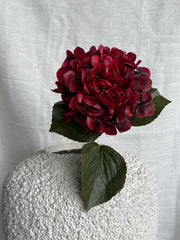 Hortensia rød