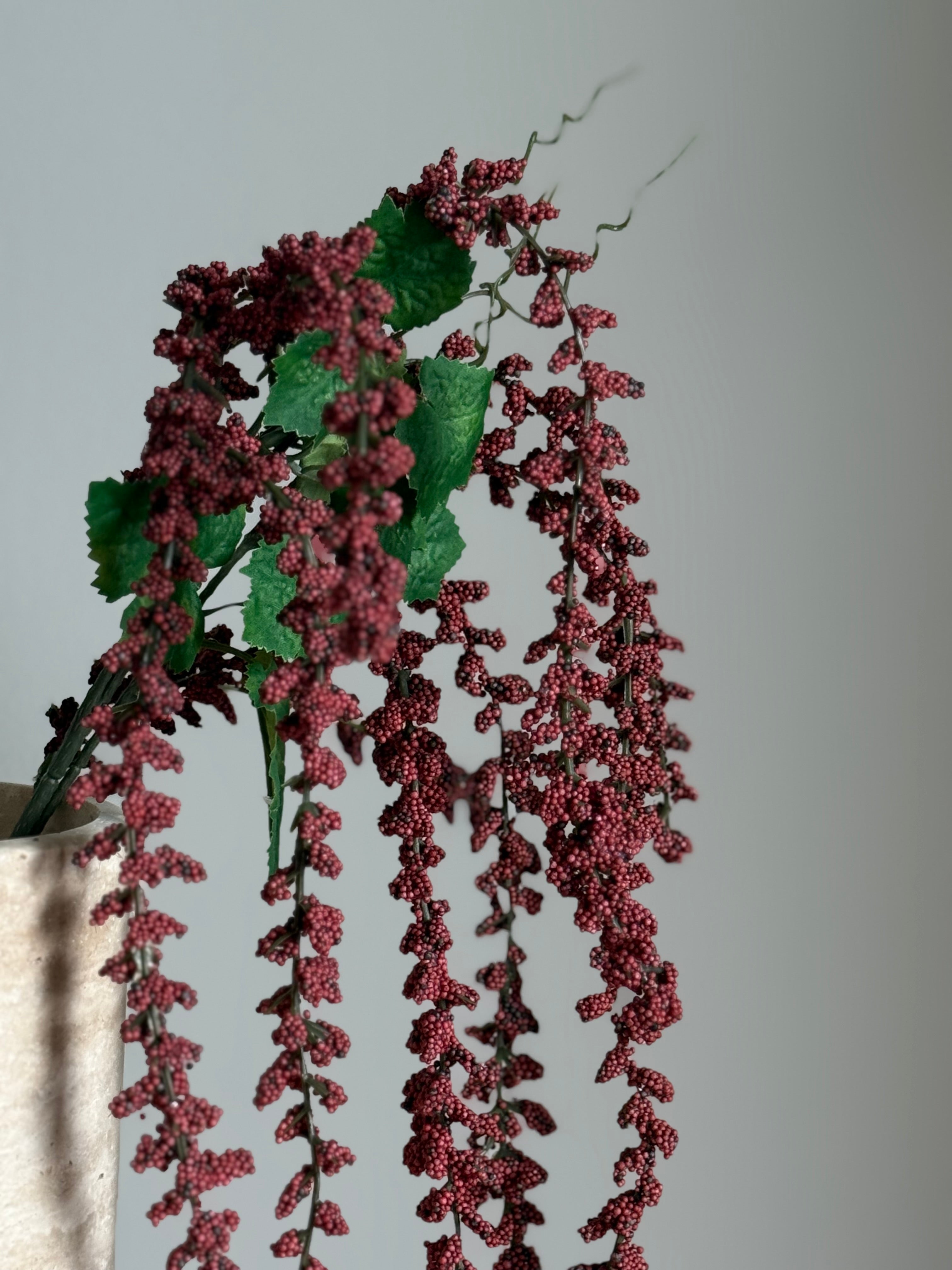 Amaranthus bordeaux