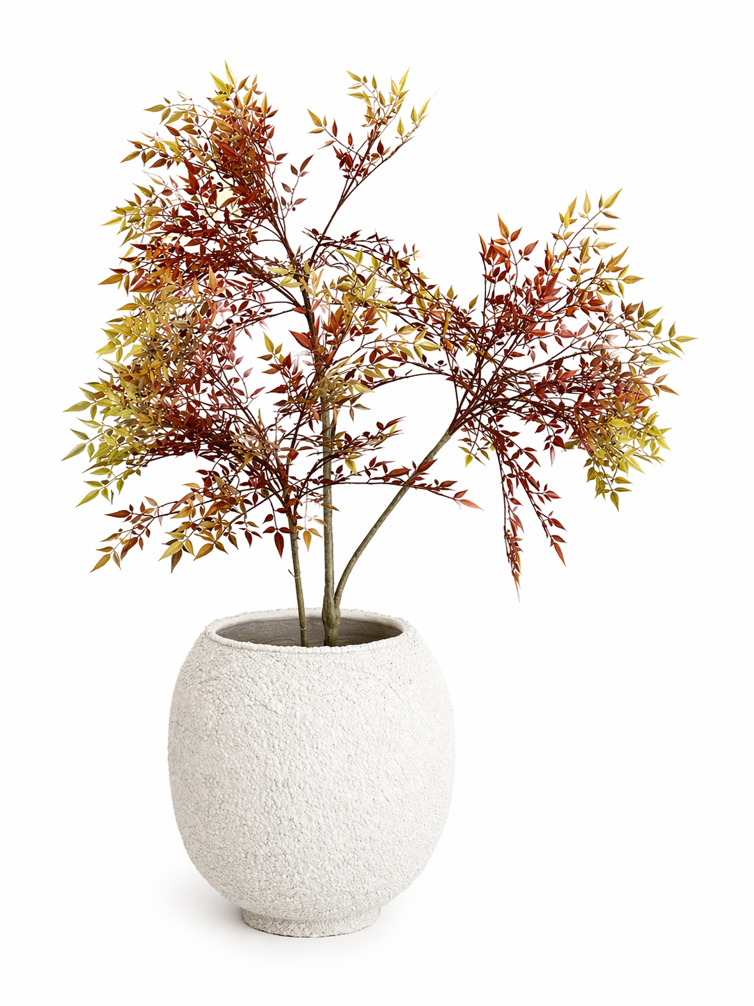 Japansk lønn 180 cm