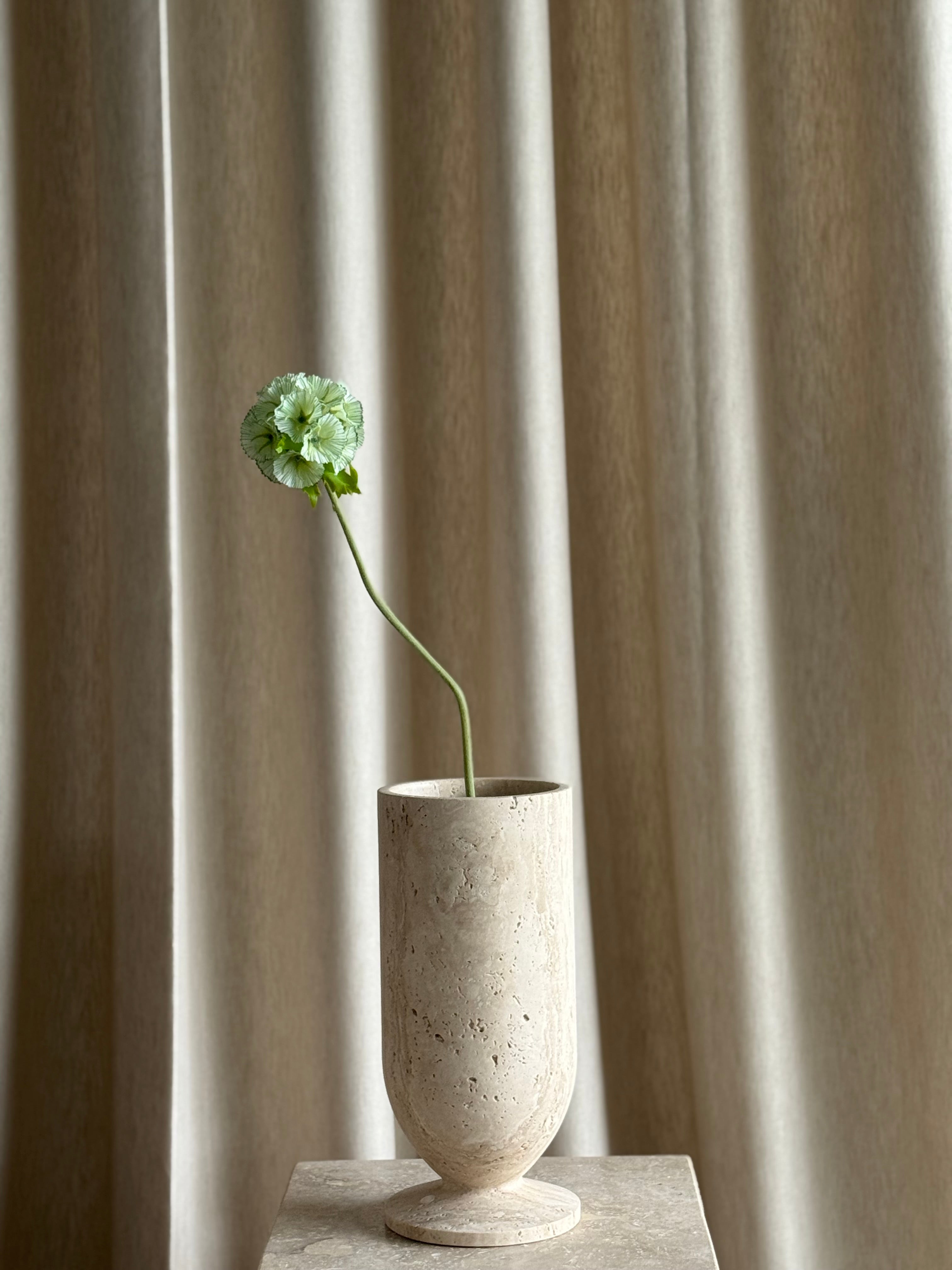 Scabiosa hvit/grønn