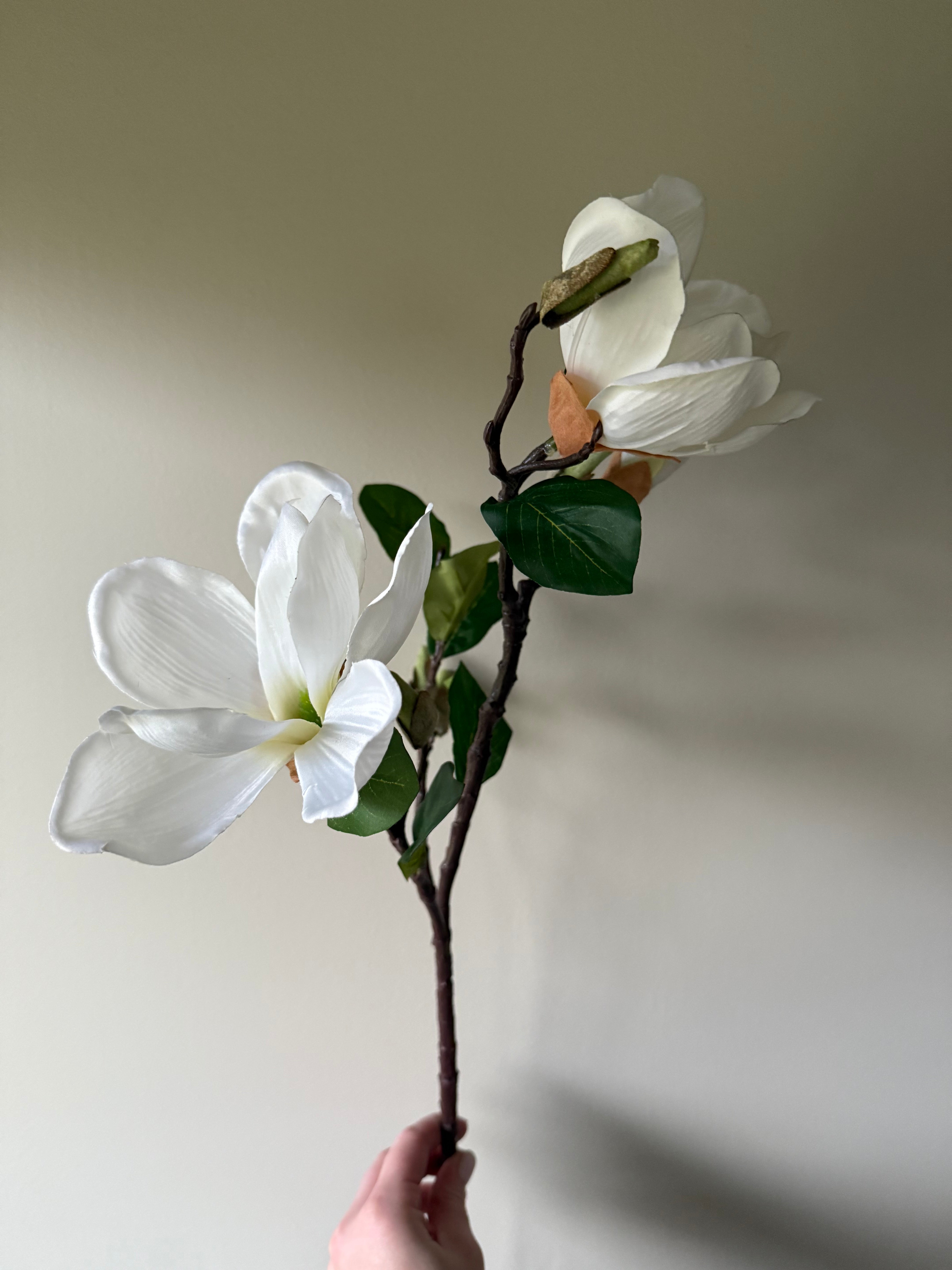 Magnolia