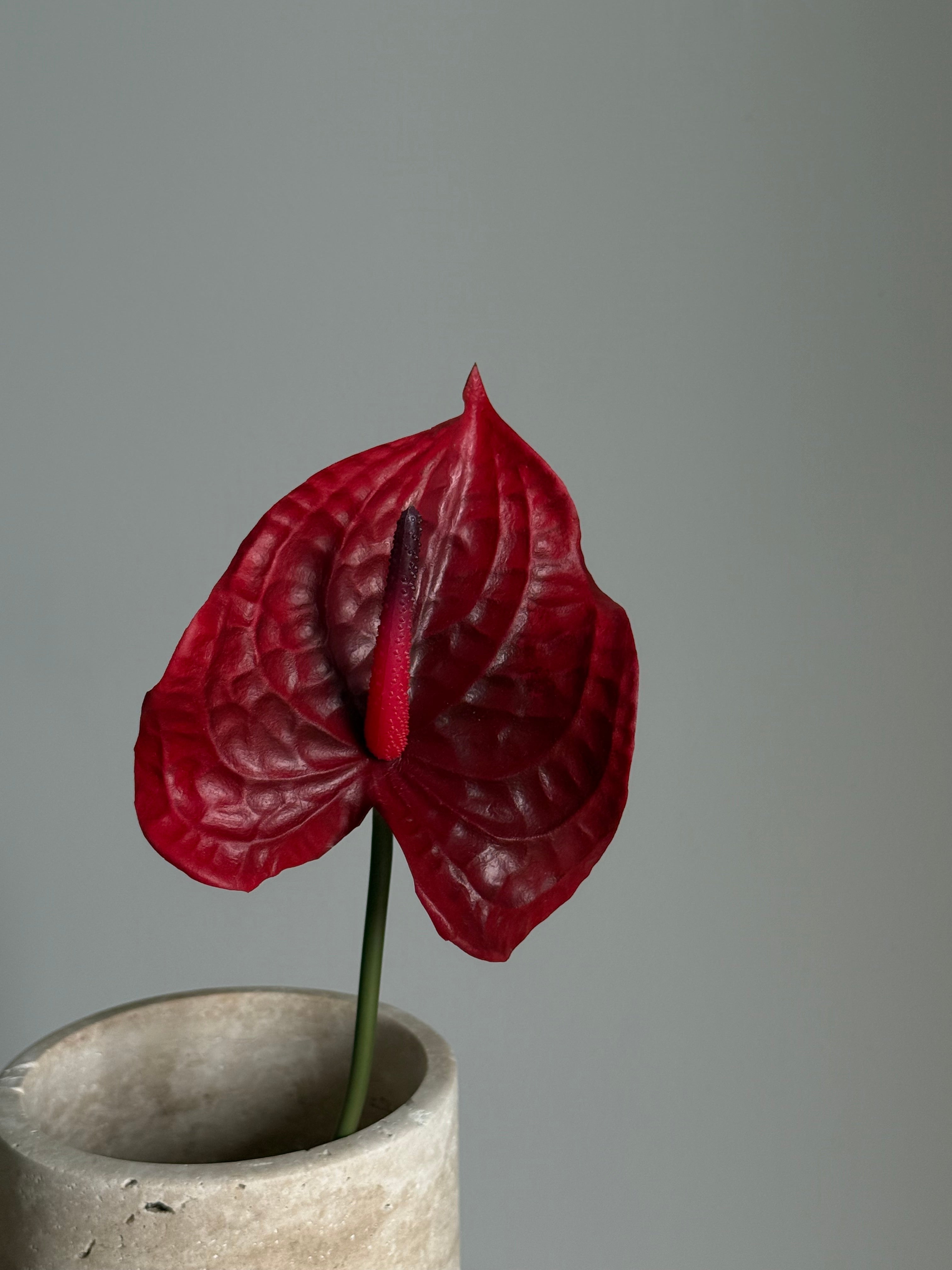 Anthurium mørk rød