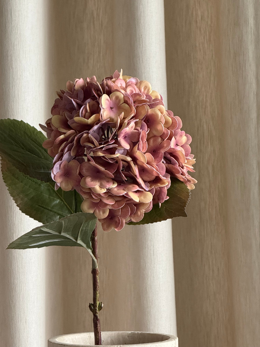 Hortensia gammelrosa