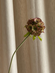 Scabiosa grønn/burgunder
