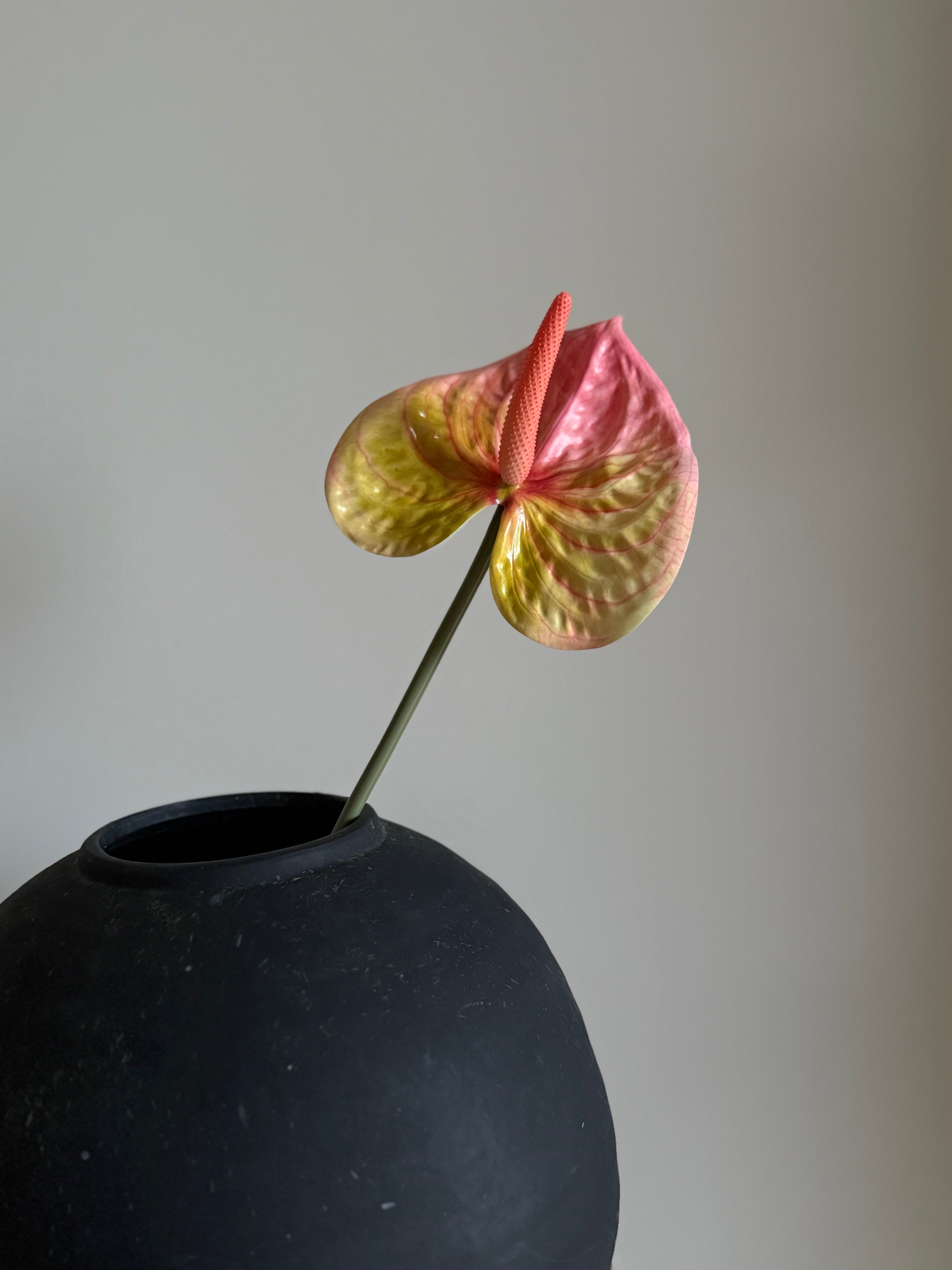 Anthurium