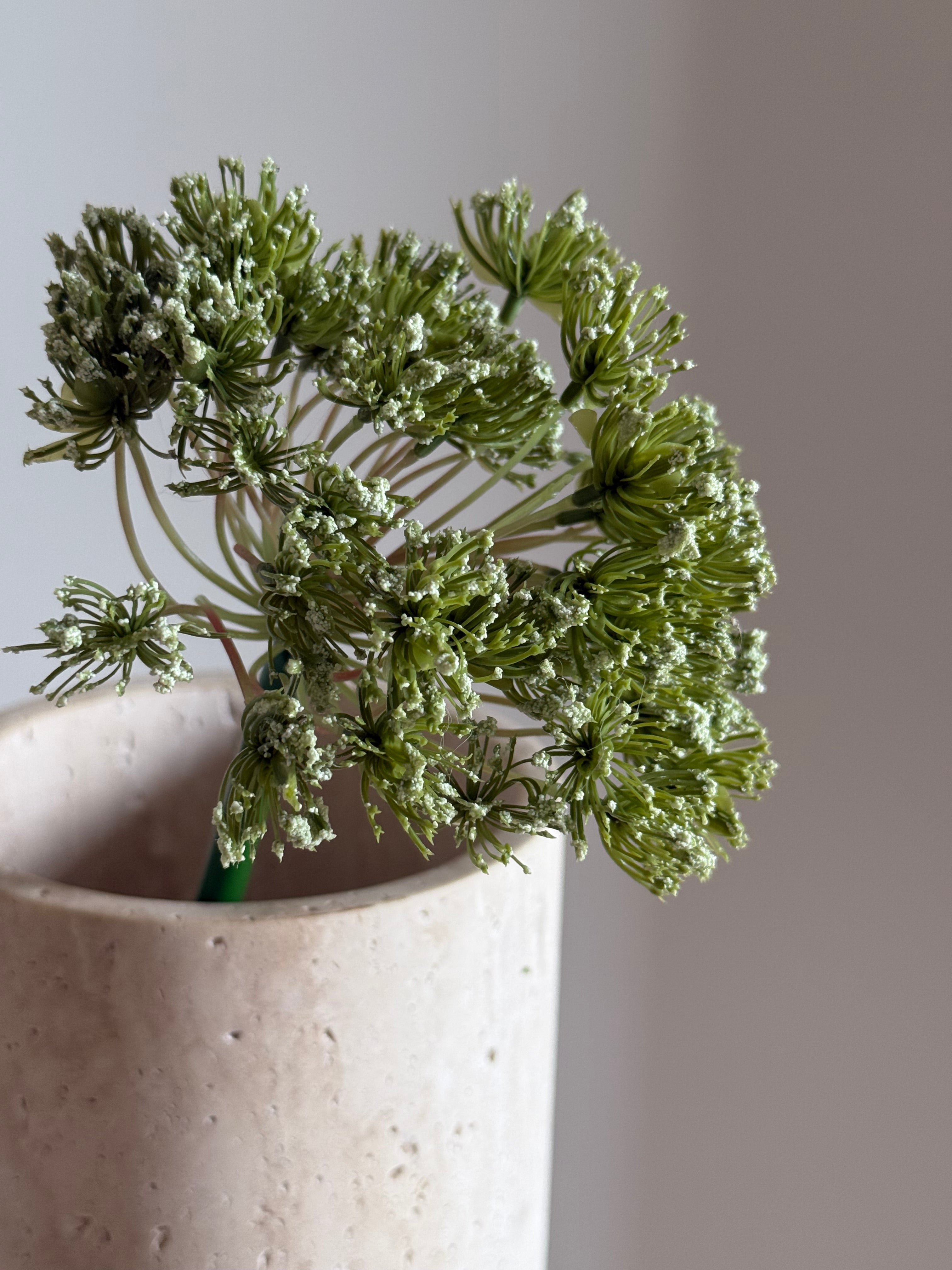 Queen anne’s lace