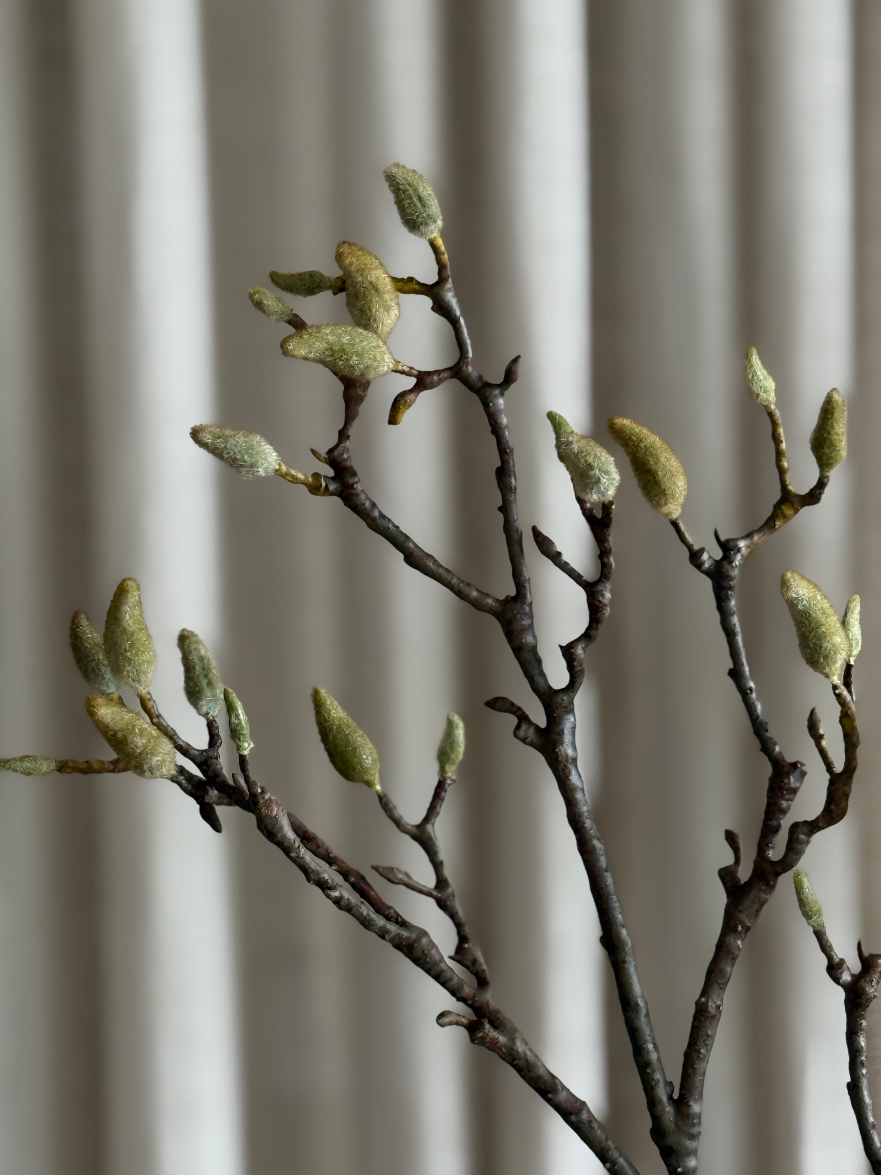 Magnoliakvist formet i buet stilling i vase – fleksibel ståltrådkjerne gir organisk silhuett