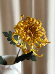 Krysantemum stor gul