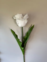 Tulipan stor hvit