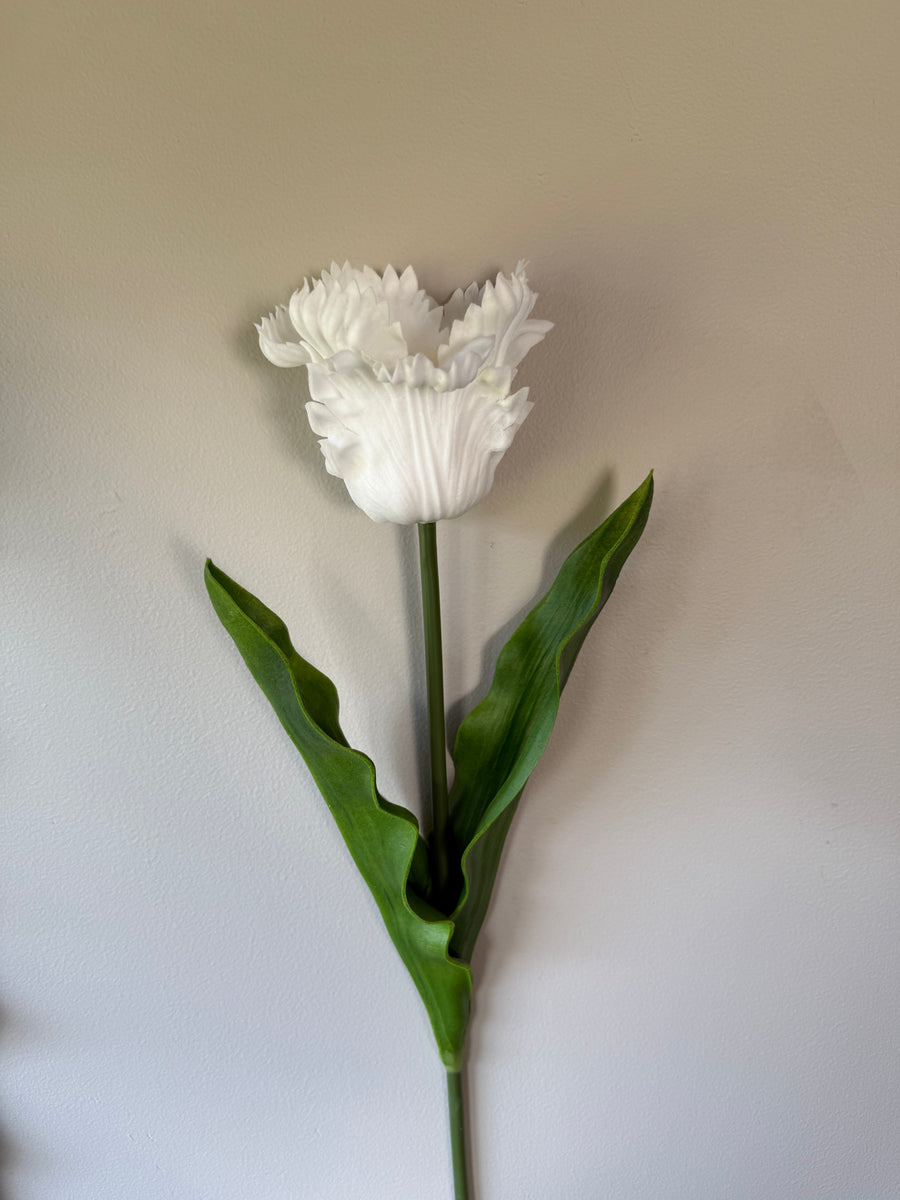 Tulipan stor hvit