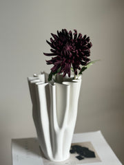 Krysantemum purple