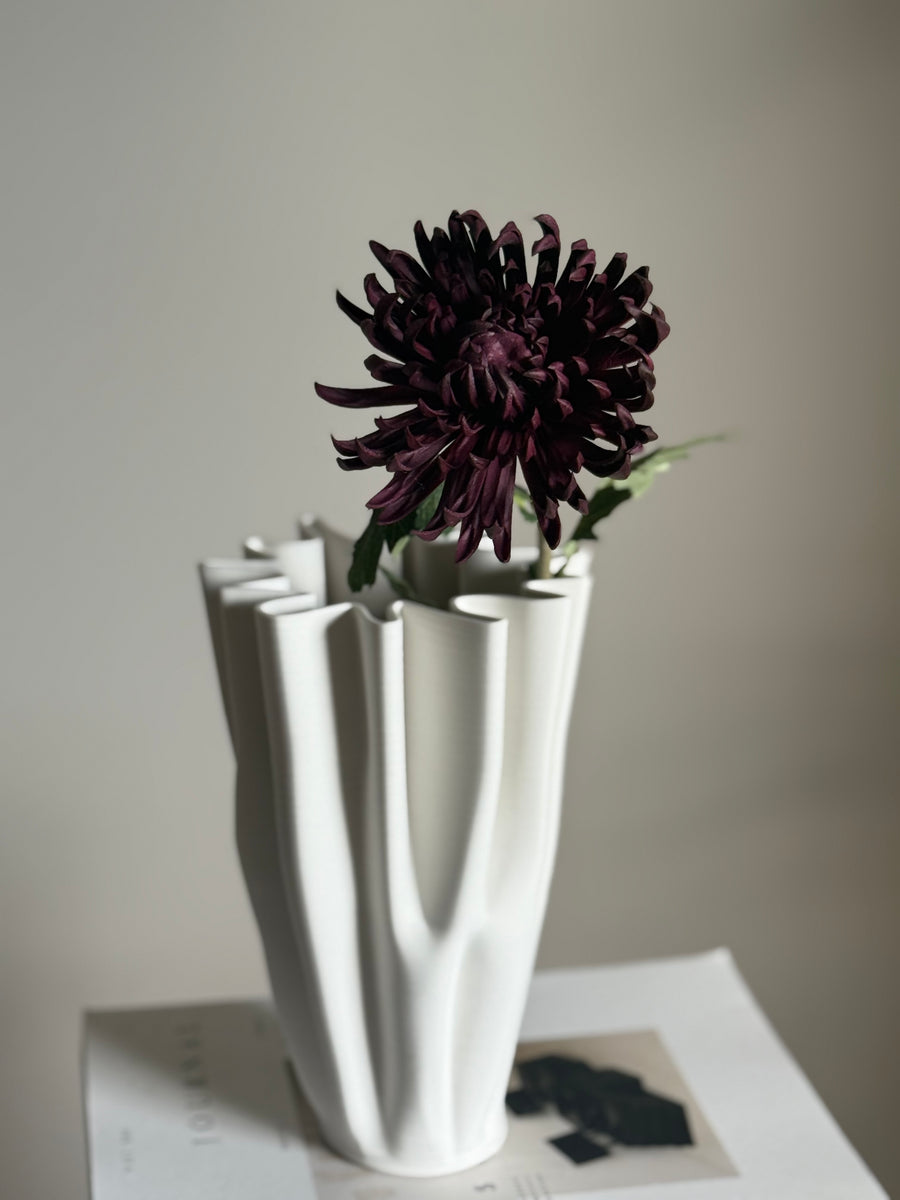 Krysantemum purple