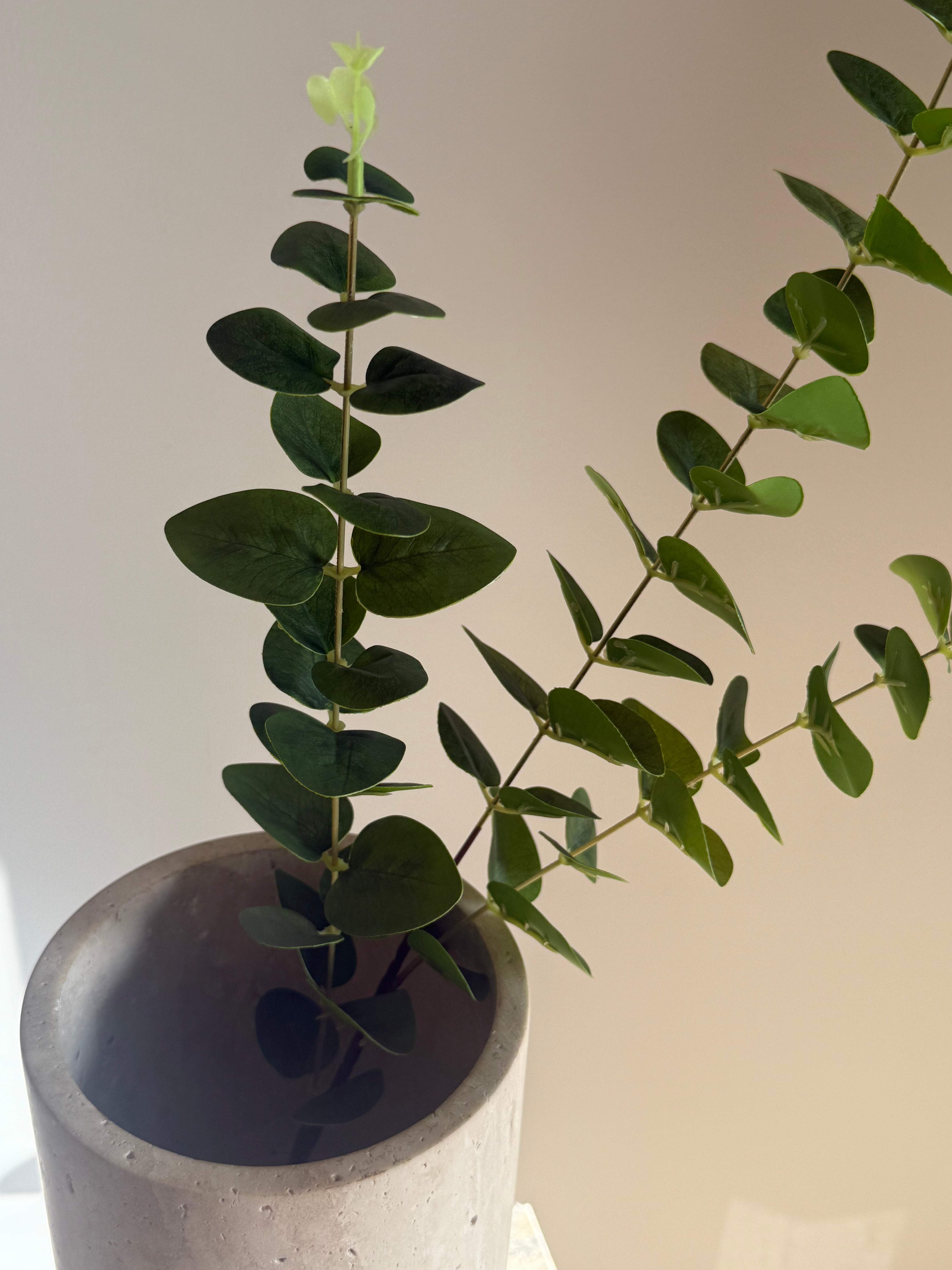 Eucalyptus grønn