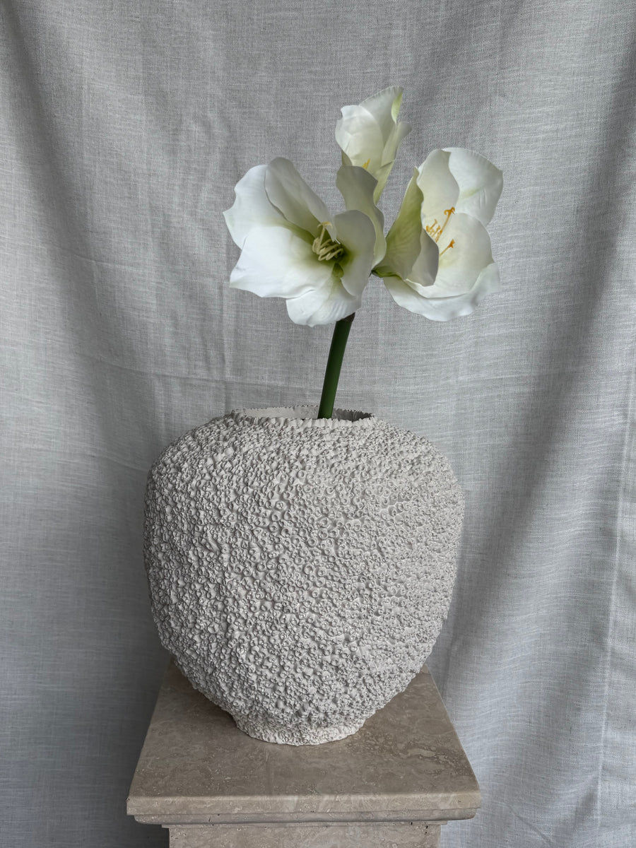 Amaryllis hvit