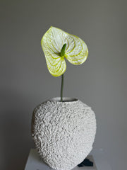 Anthurium lys grønn