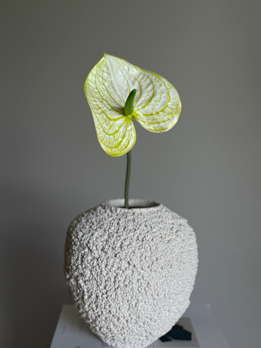 Anthurium lys grønn