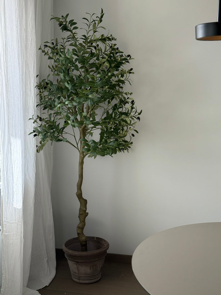 Oliventre 160cm