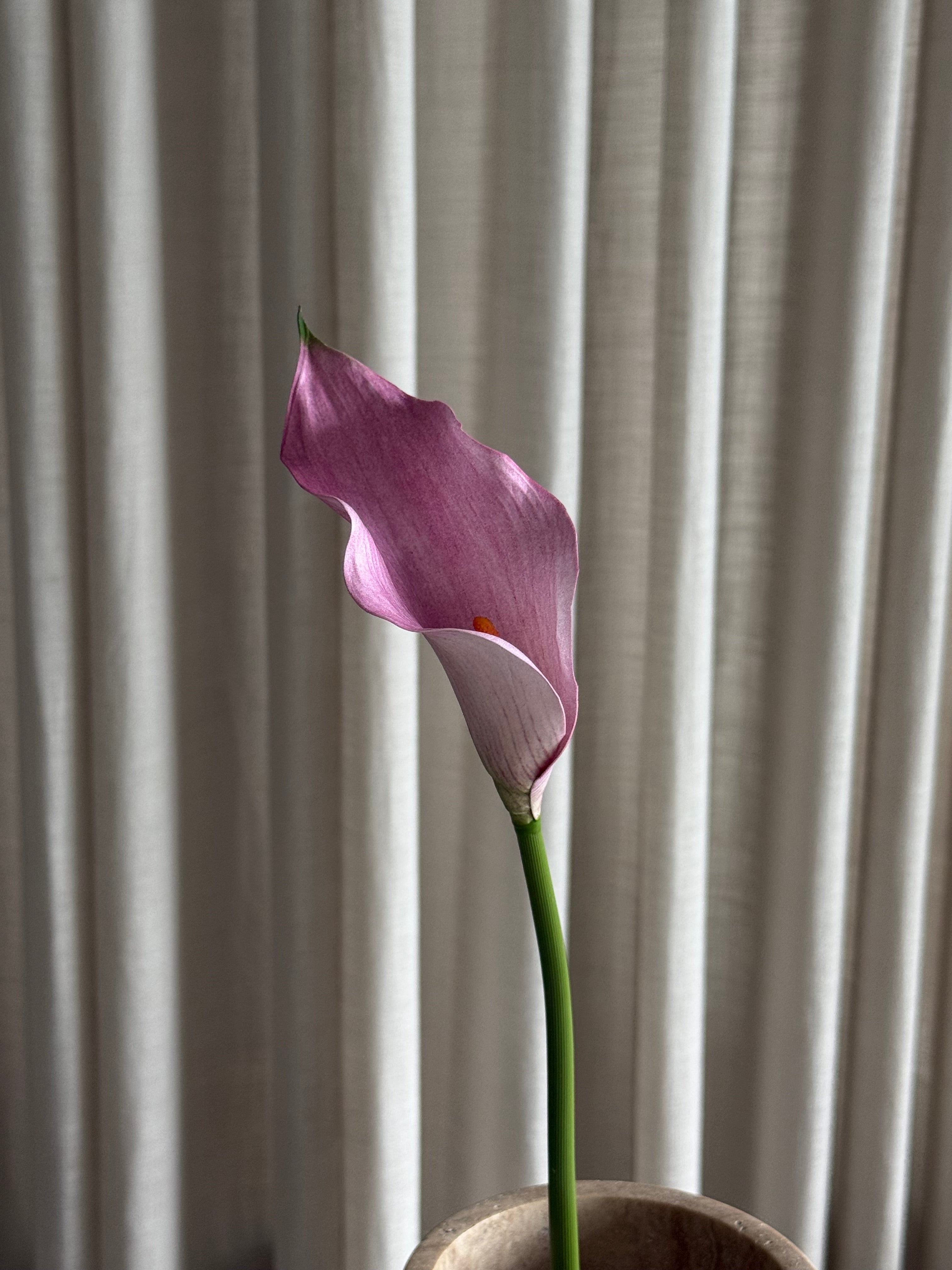 Kala rosa