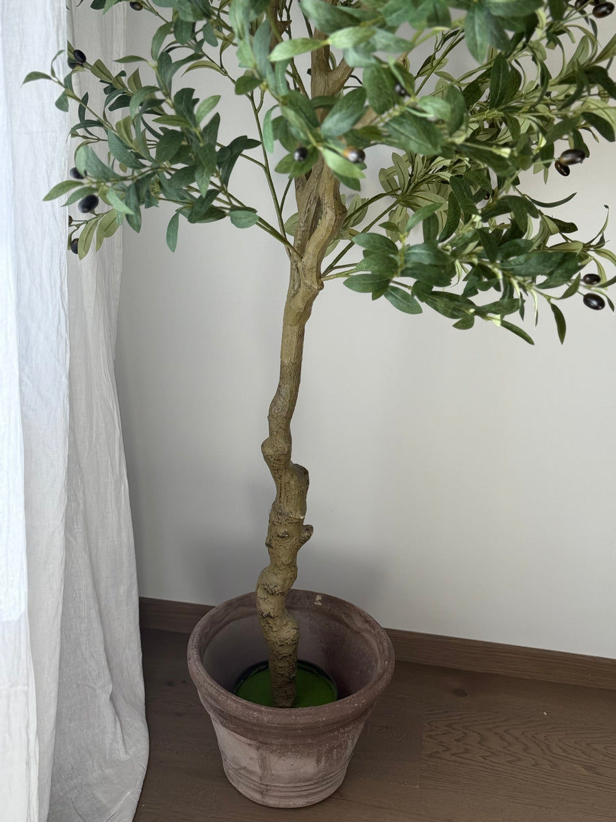 Oliventre 160cm