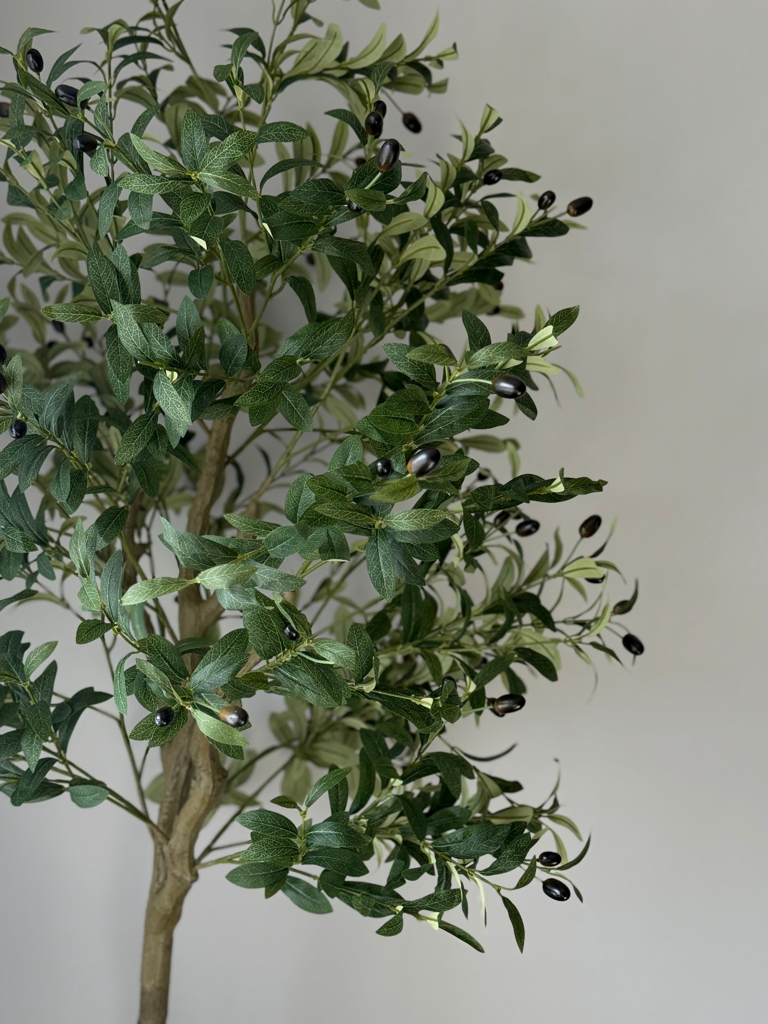 Oliventre 160cm