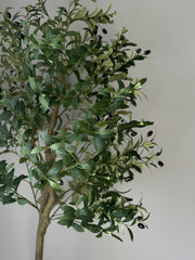 Oliventre 160cm