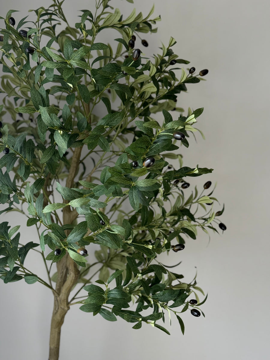 Oliventre 160cm