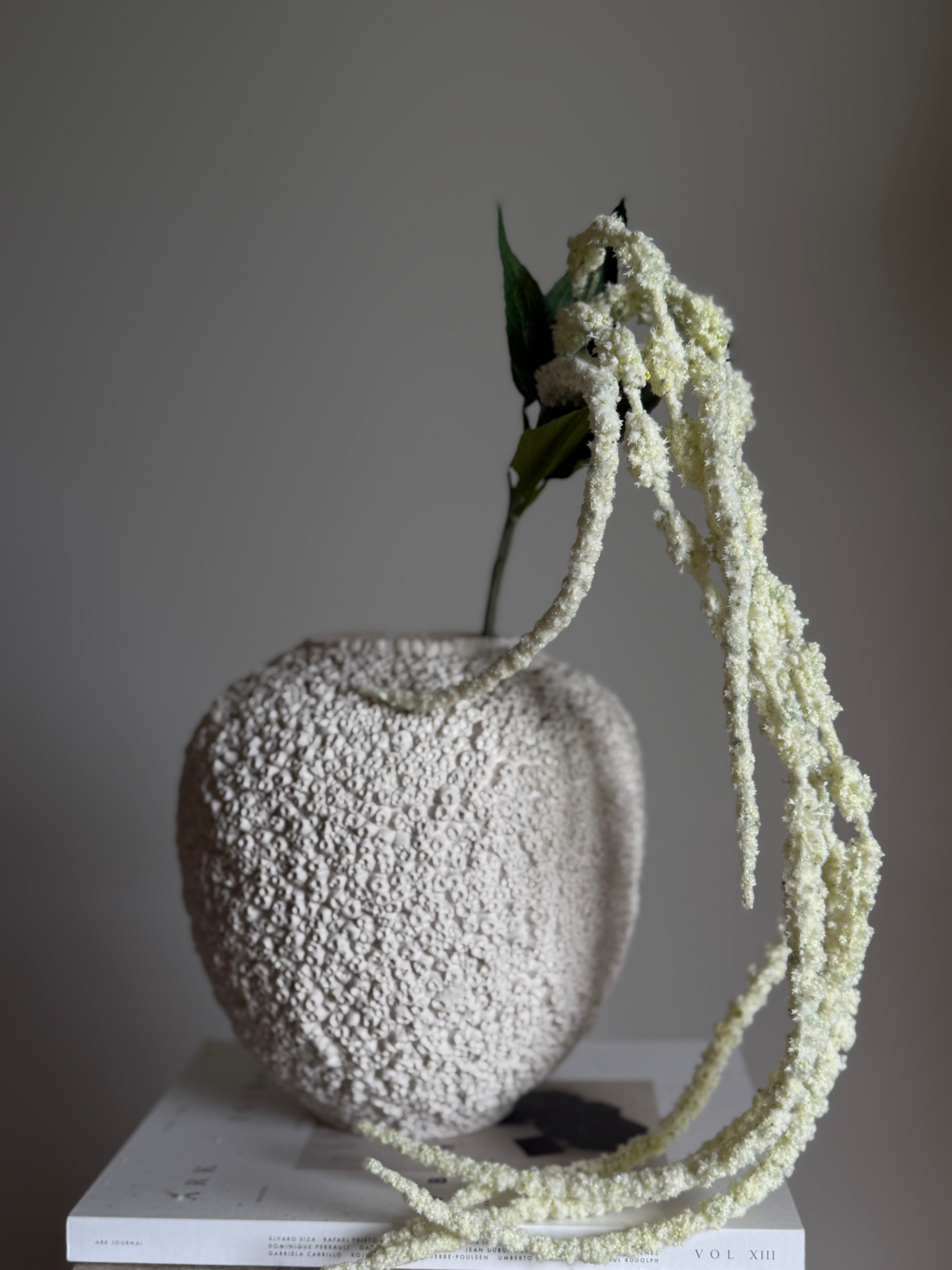 Amaranthus frosty hvit