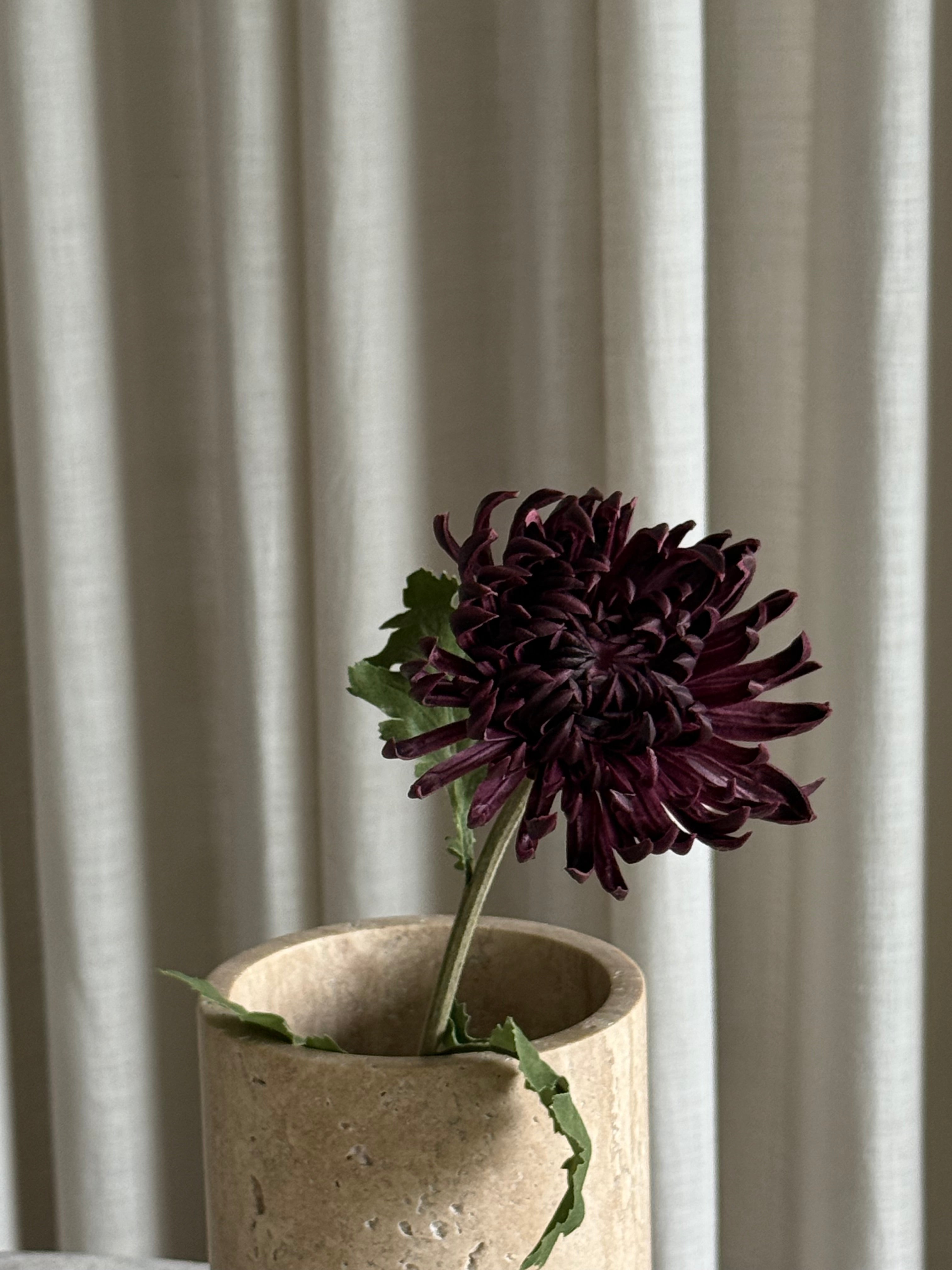 Krysantemum purple
