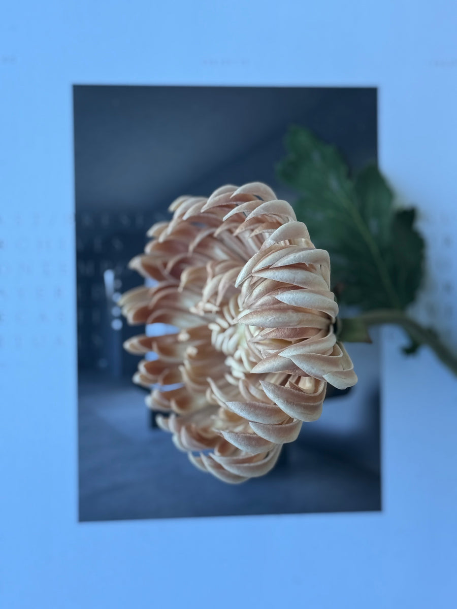 Krysantemum beige