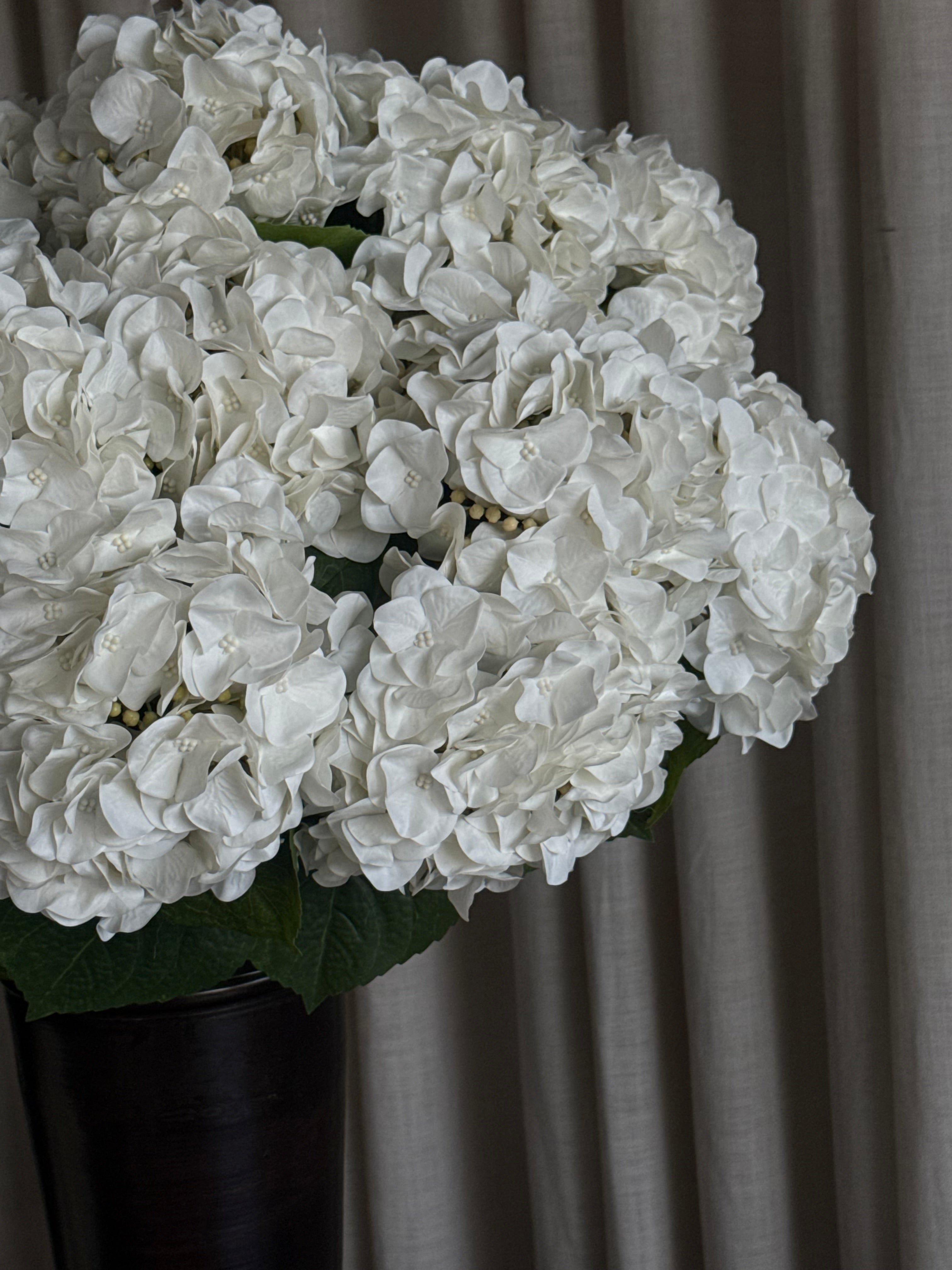 Hortensia premium hvit
