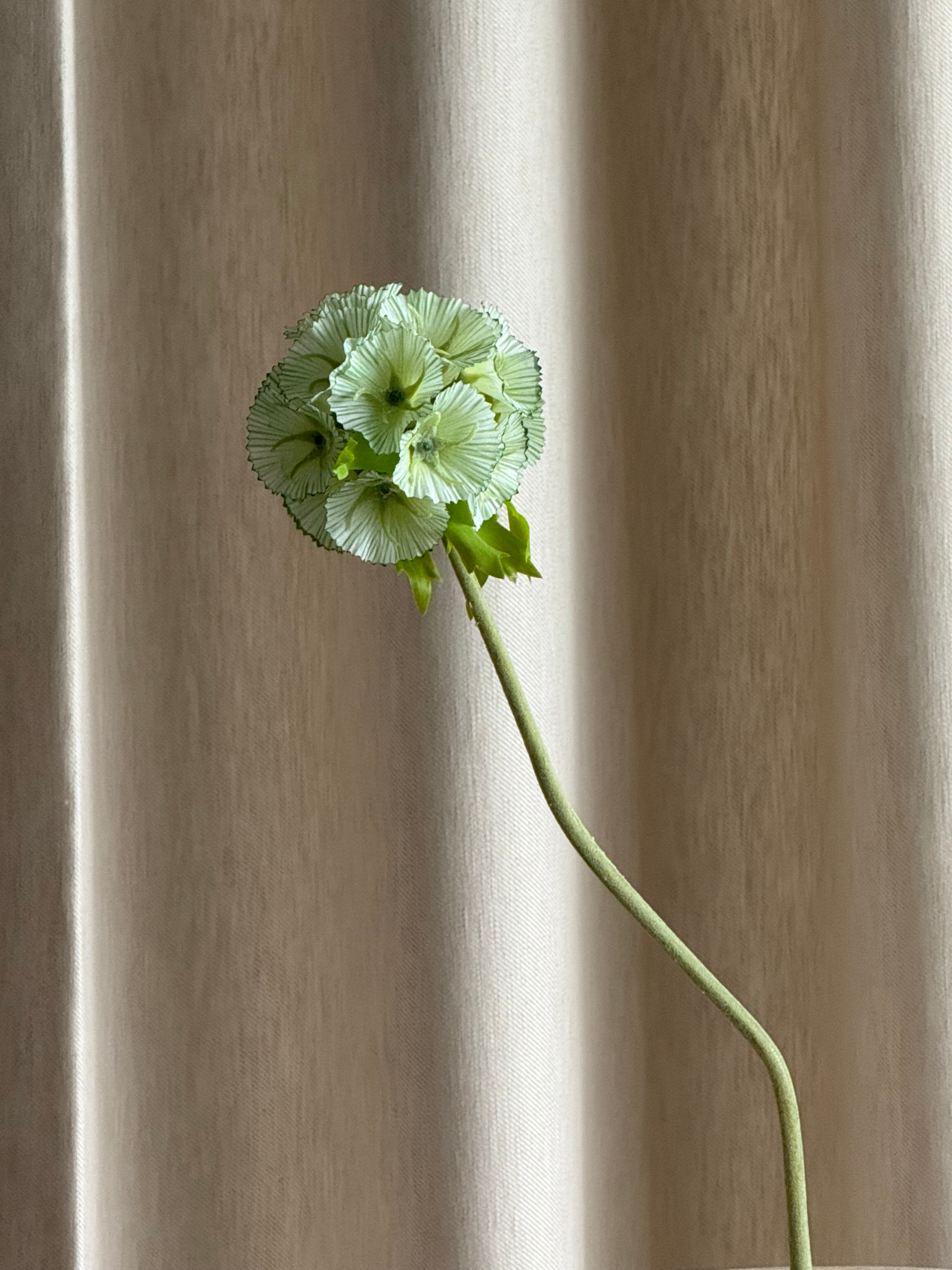 Scabiosa hvit/grønn