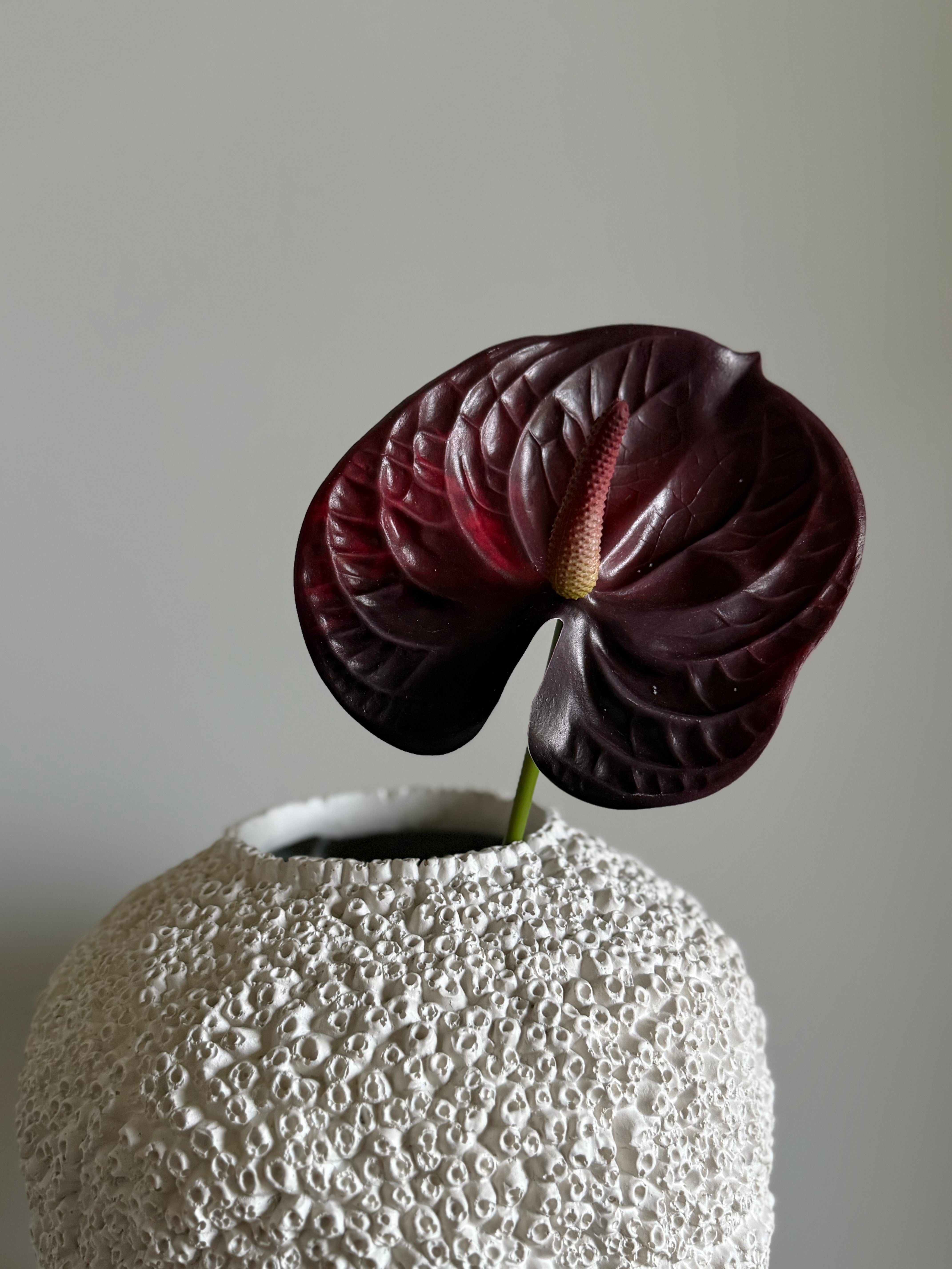 Anthurium burgunder