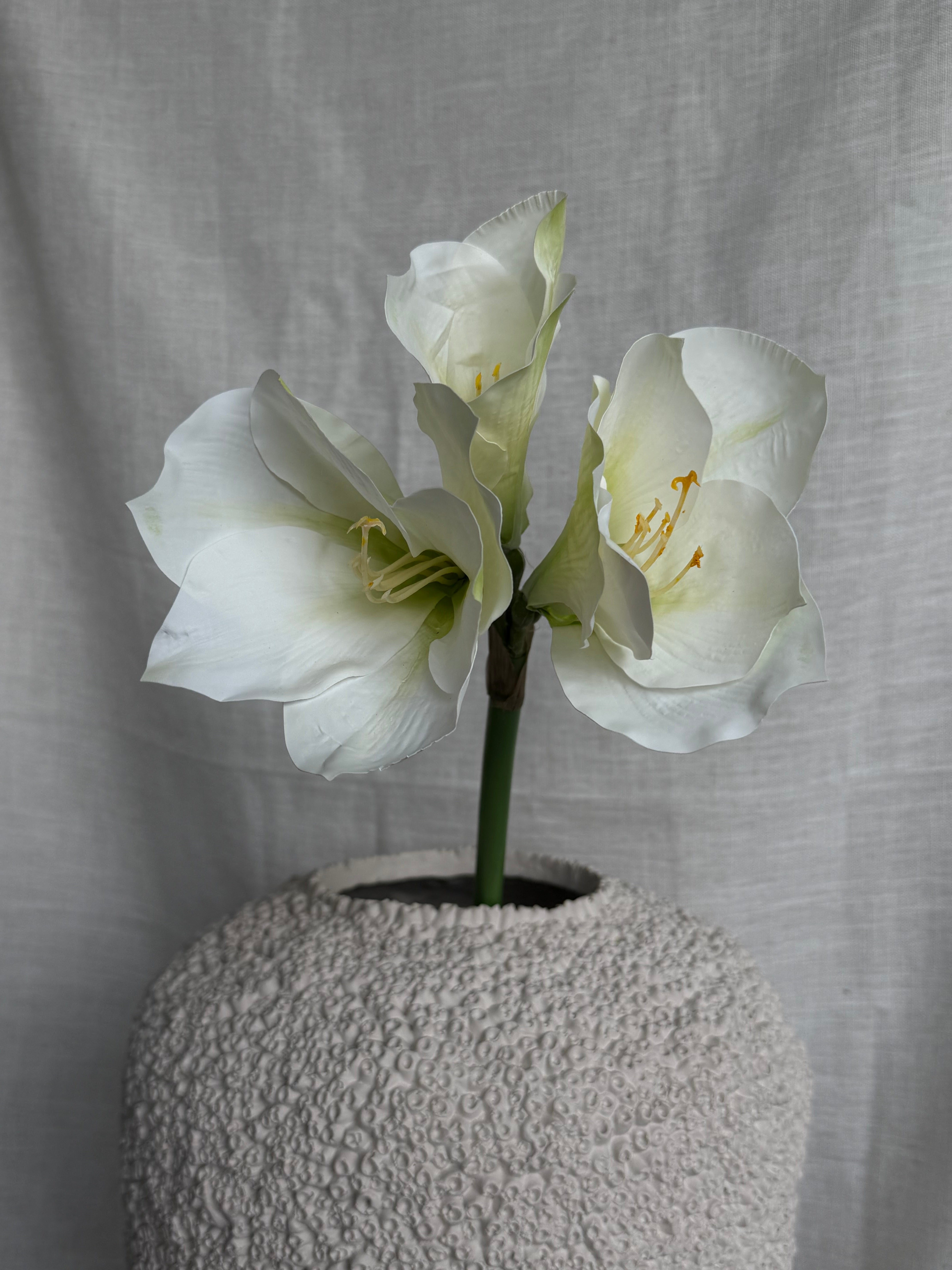 Amaryllis hvit