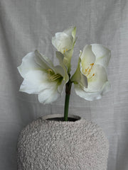 Amaryllis hvit