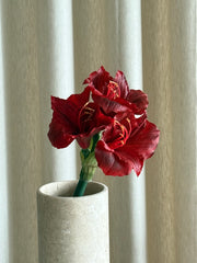 Amaryllis rød