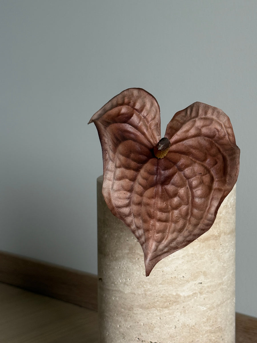 Anthurium brun